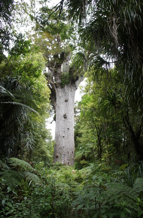 Tane Mahuta  - der größe Kauribaum